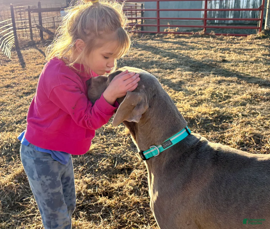 Great Dane dogs for sale: Great Dane - Teal - Ad 9