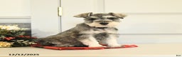 Miniature Schnauzer dogs for sale: Dasher - Ad 1