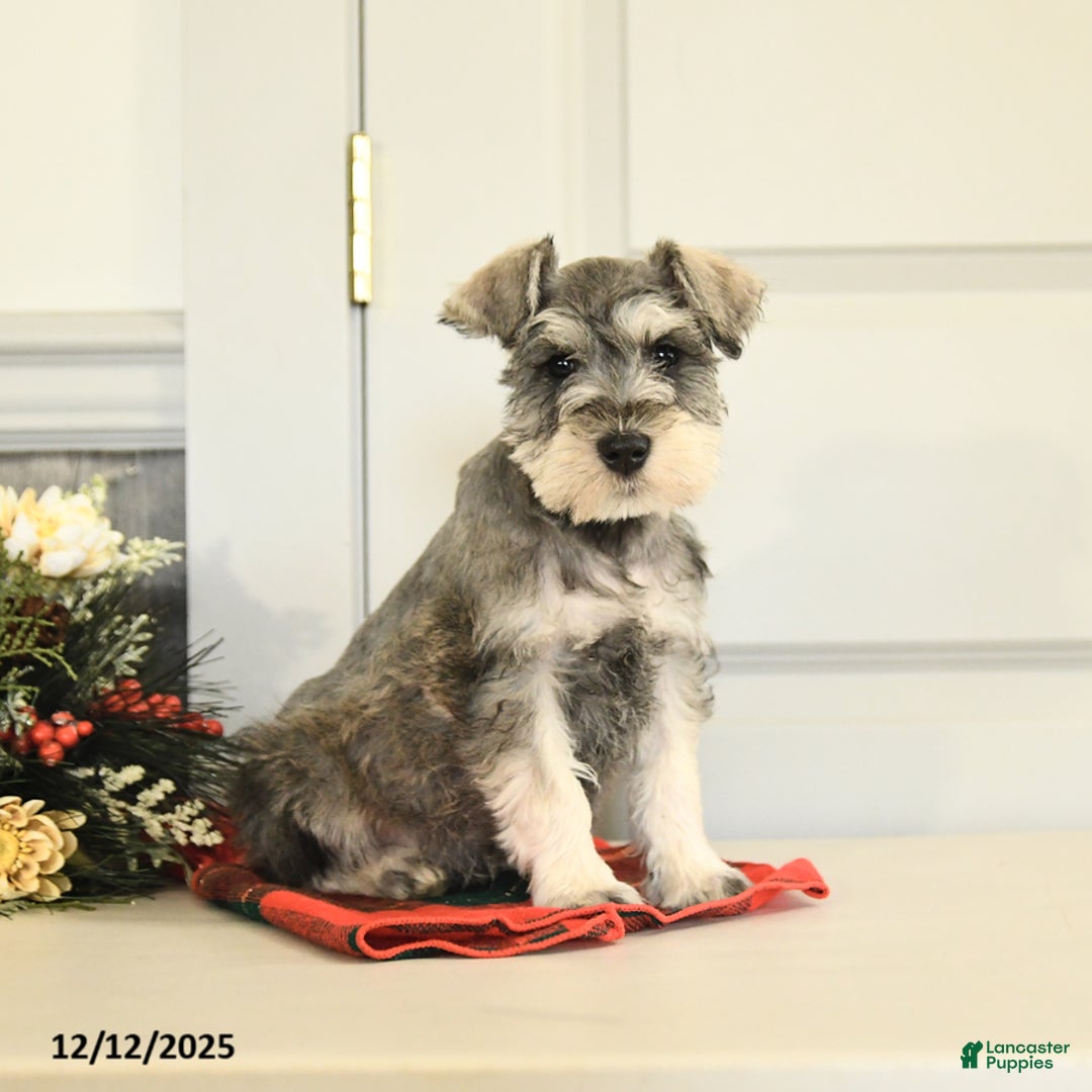 Miniature Schnauzer dogs for sale: Dasher - Ad 1