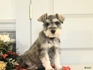 Miniature Schnauzer dogs Dasher - Ad 6