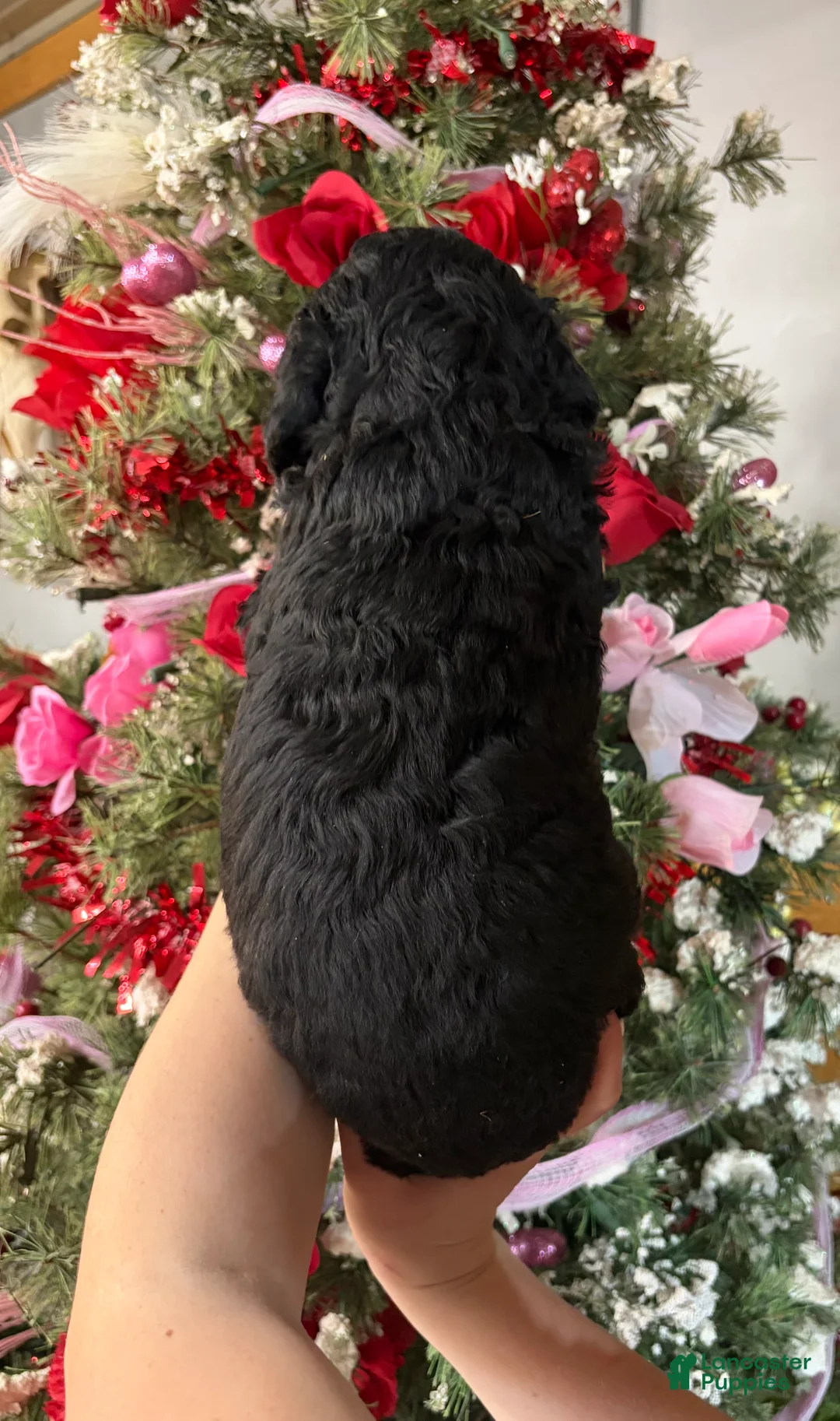 Goldendoodle dogs for sale: Goldendoodle Puppy 4 - Ad 3