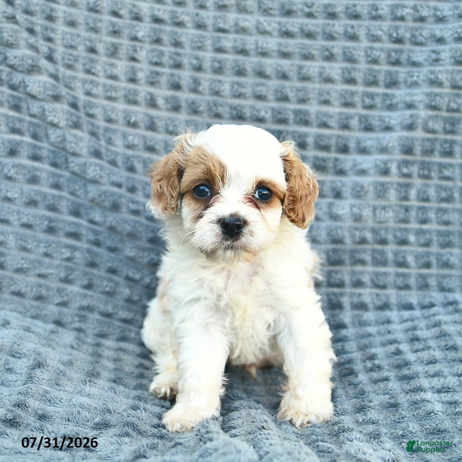 Cavapoo dogs North  - Ad 1