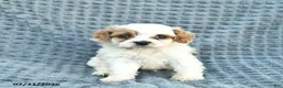 Cavapoo dogs for sale: North  - Ad 1