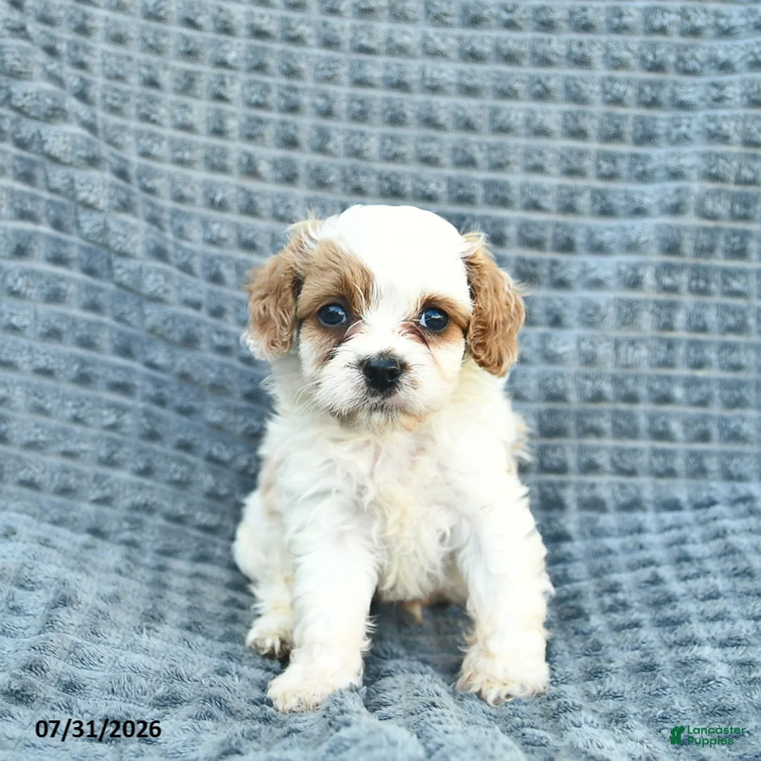 Cavapoo dogs for sale: North  - Ad 1
