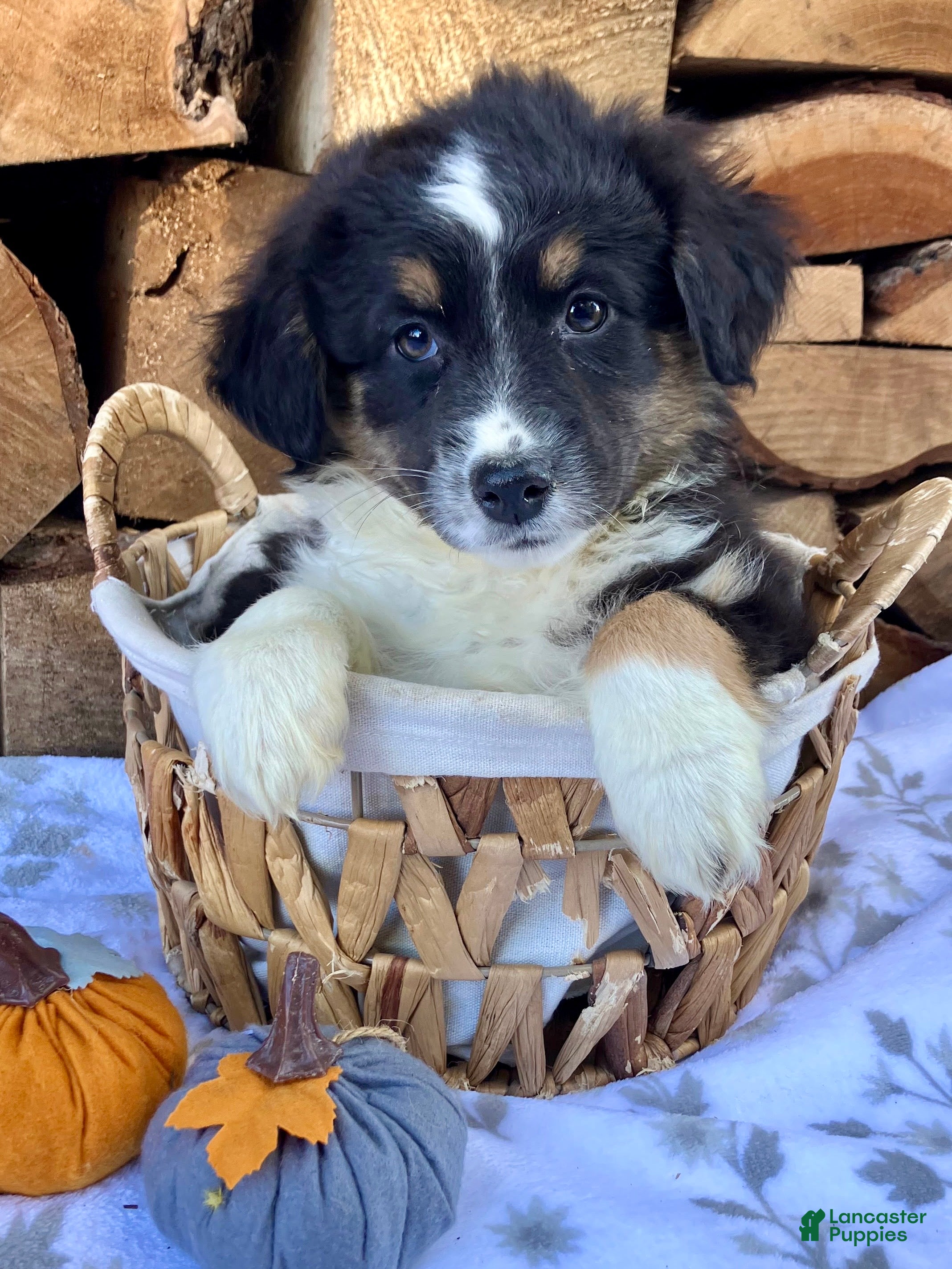 Australian Shepherd dogs for sale: Carter - Ad 1