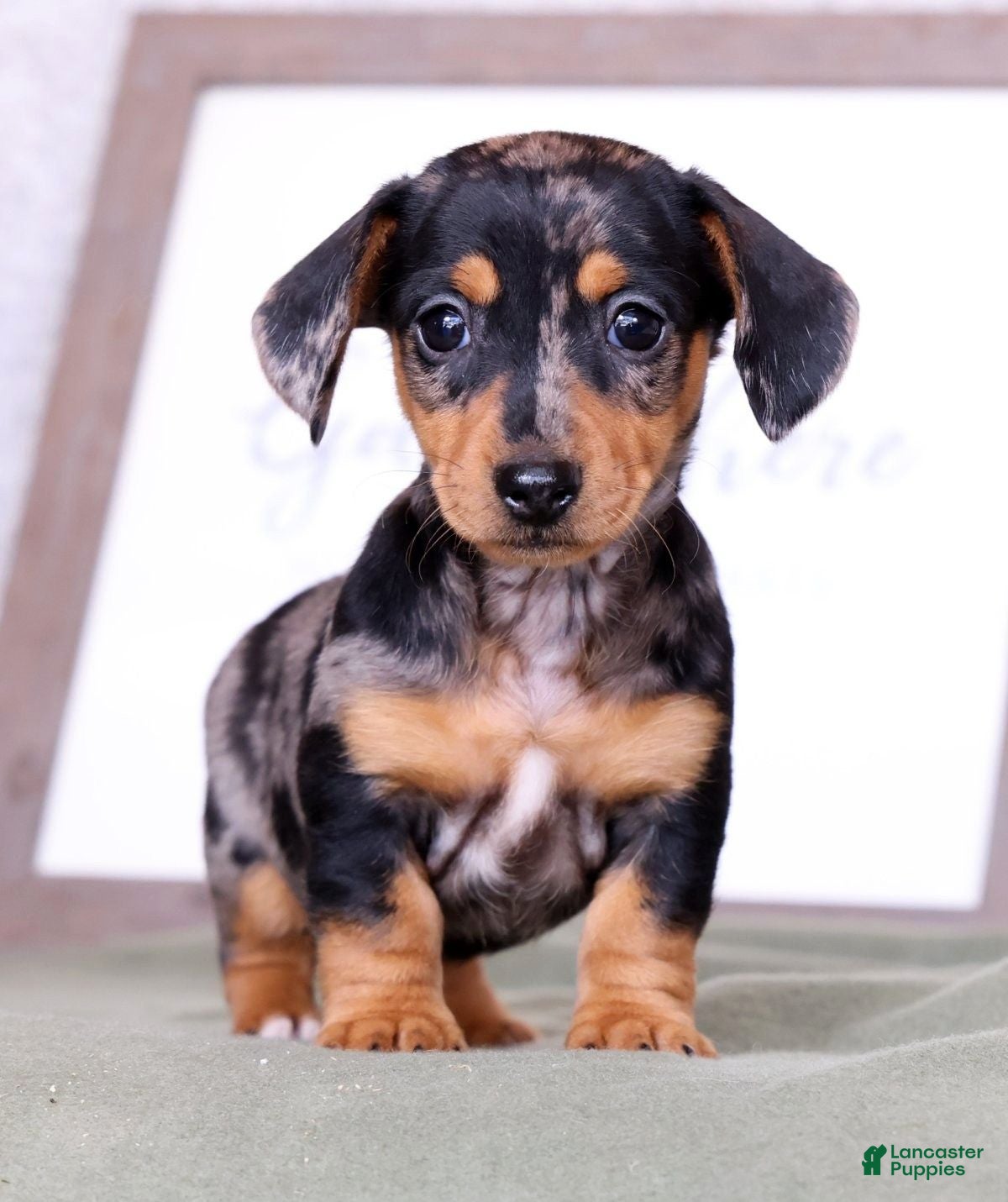 Miniature Dachshund dogs Lilla - Ad 2
