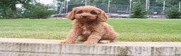 Cavapoo dogs for sale: Ruby - Ad 3