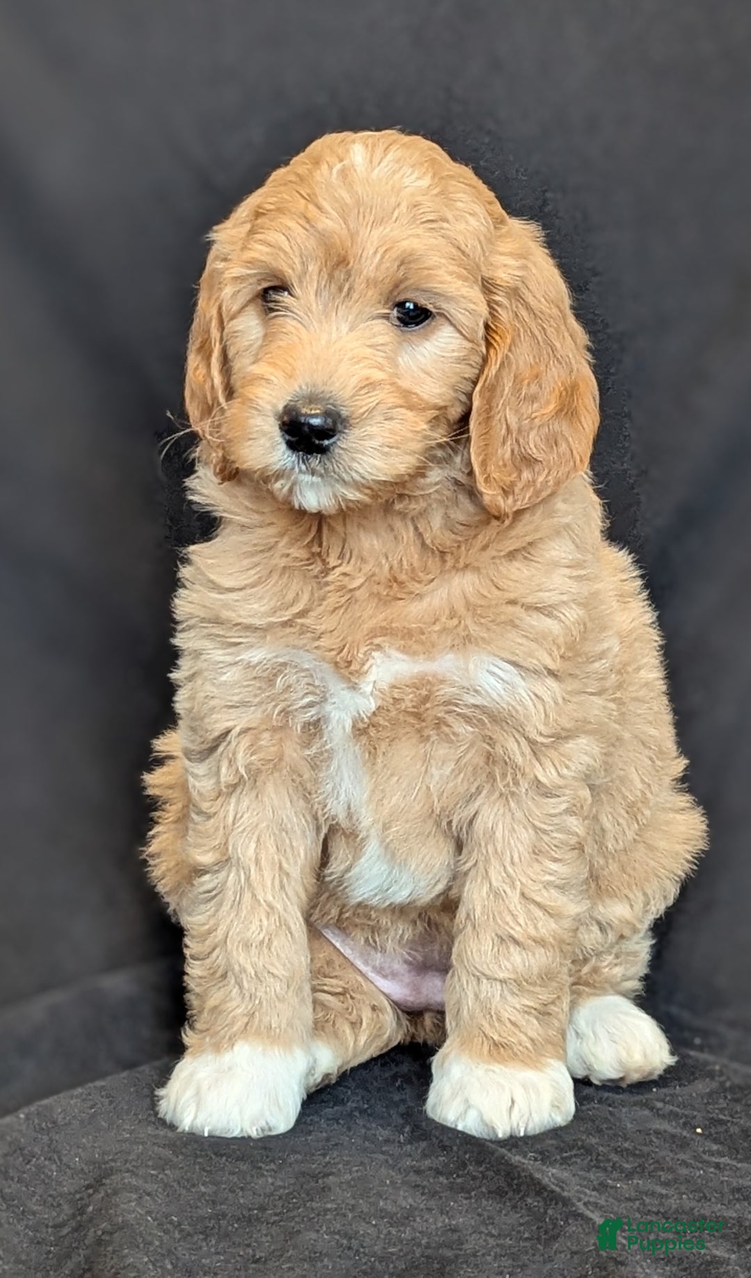 Goldendoodle dogs for sale: Lainey  - Ad 9