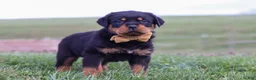Rottweiler dogs for sale: Rocky - Ad 7