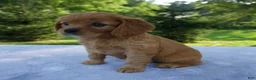 Mixed Breed dogs for sale: Raven - Ad 4
