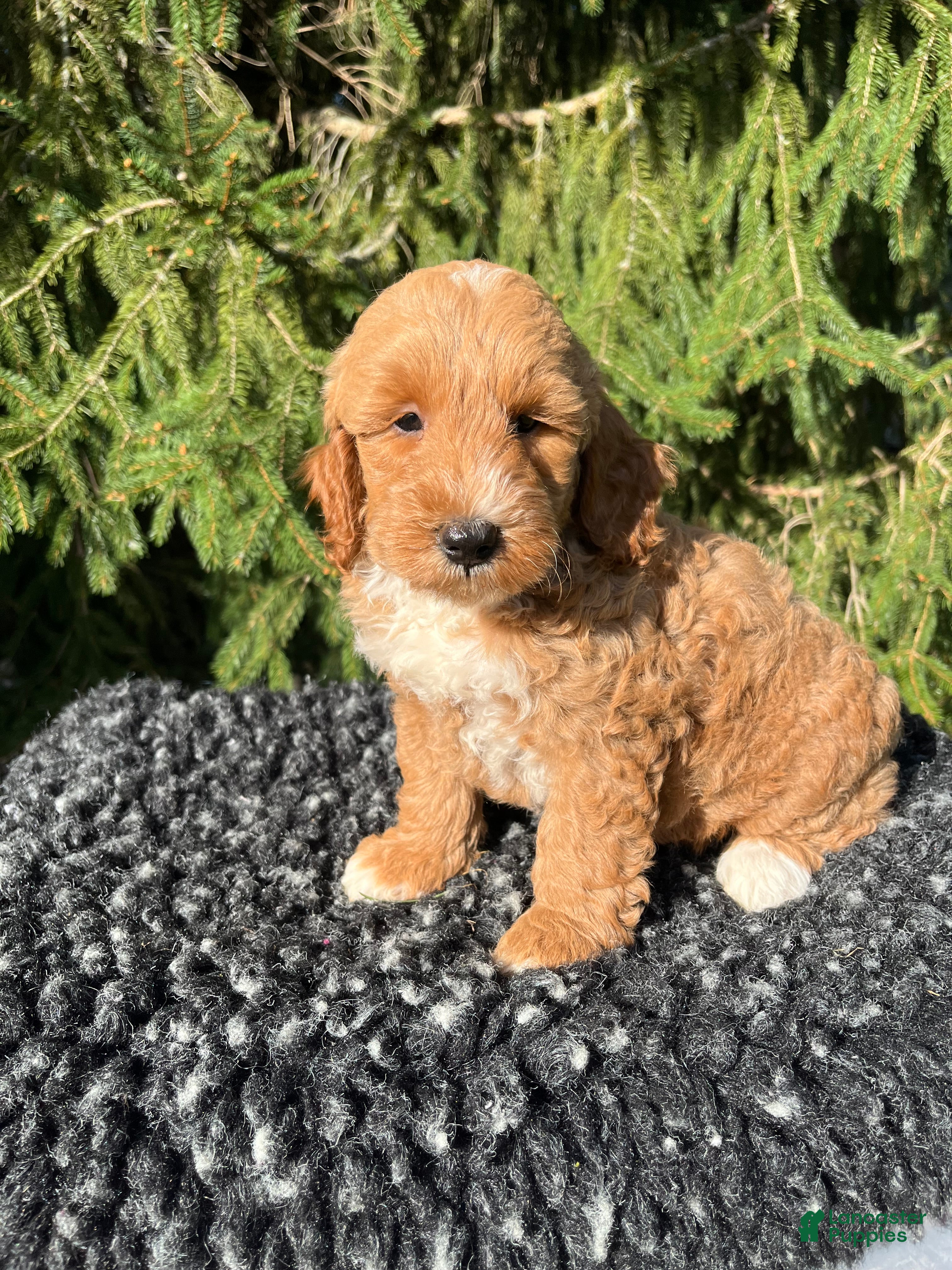 Mini Goldendoodle dogs Sofie - Ad 1