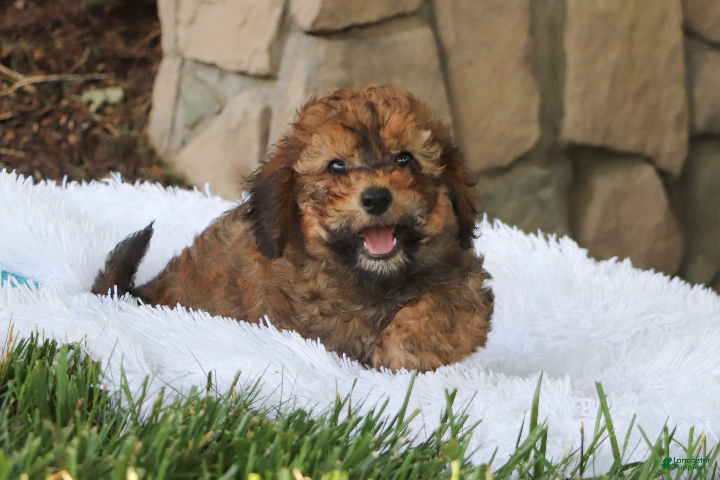 Cavapoo dogs Rudy - Ad 2