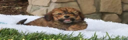 Cavapoo dogs for sale: Rudy - Ad 1