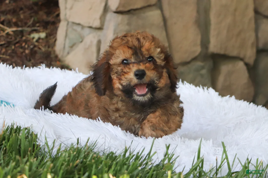 Cavapoo dogs for sale: Rudy - Ad 1