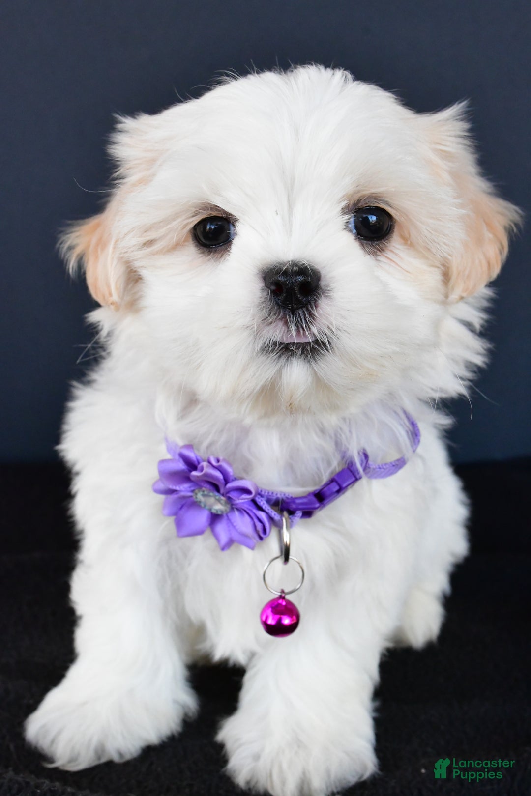 Shih Tzu dogs for sale: Riley - Ad 9