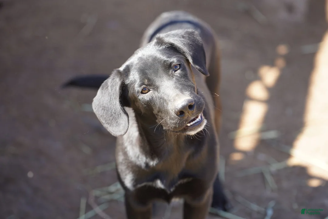 Mixed Breed dogs for sale: Jet Tiscar Farm Dog - Ad 18