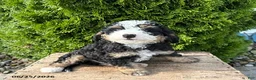 Bernedoodle dogs for sale: Asher - Ad 3