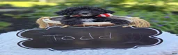 Mini Sheepadoodle dogs for sale: Todd - Ad 3