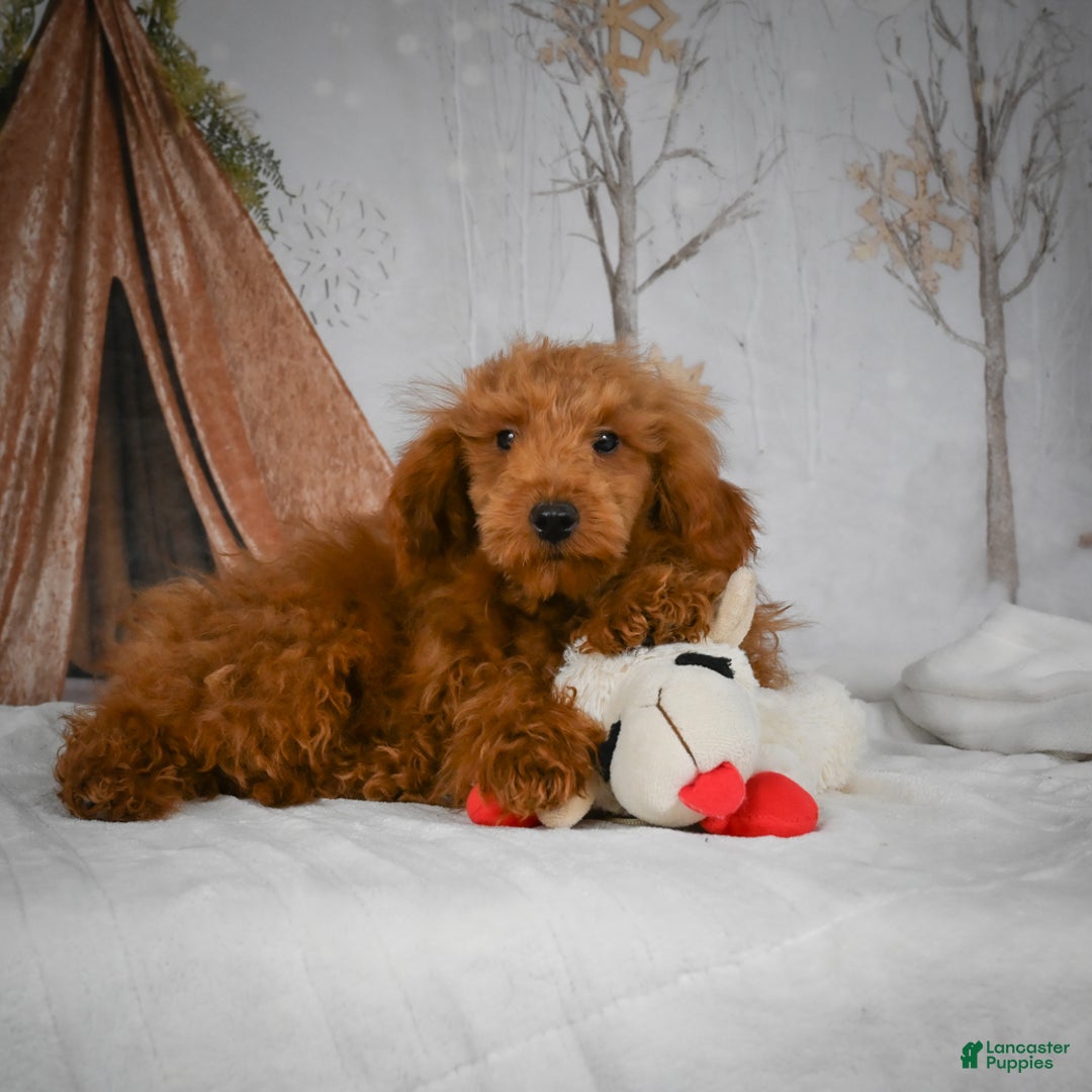 Mini Goldendoodle dogs for sale: Royce - Ad 4