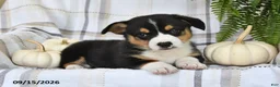 Welsh Corgi Pembroke dogs for sale: Echo - Ad 4