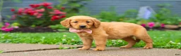 Golden Retriever dogs for sale: Banana - Ad 4