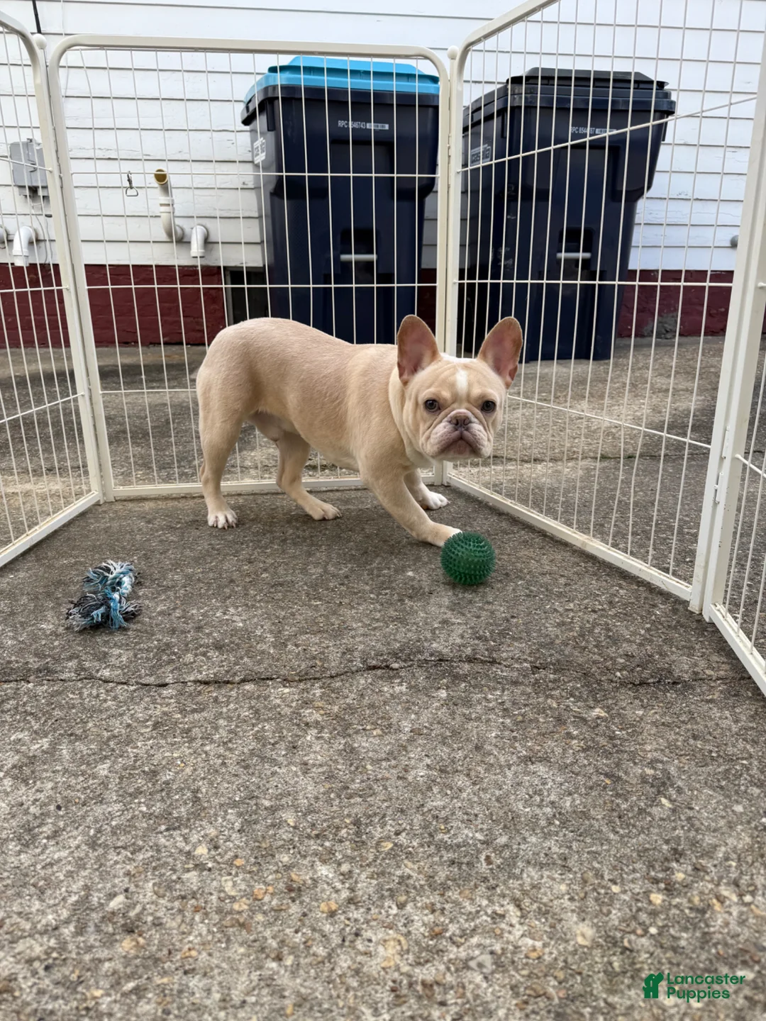French Bulldog dogs for sale: Tropical  - Ad 2