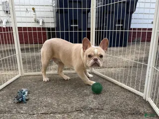 French Bulldog dogs Kylo - Ad 1