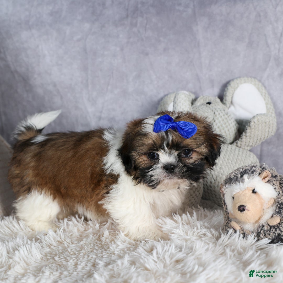 Shih Tzu dogs for sale: OLIVER - Ad 6