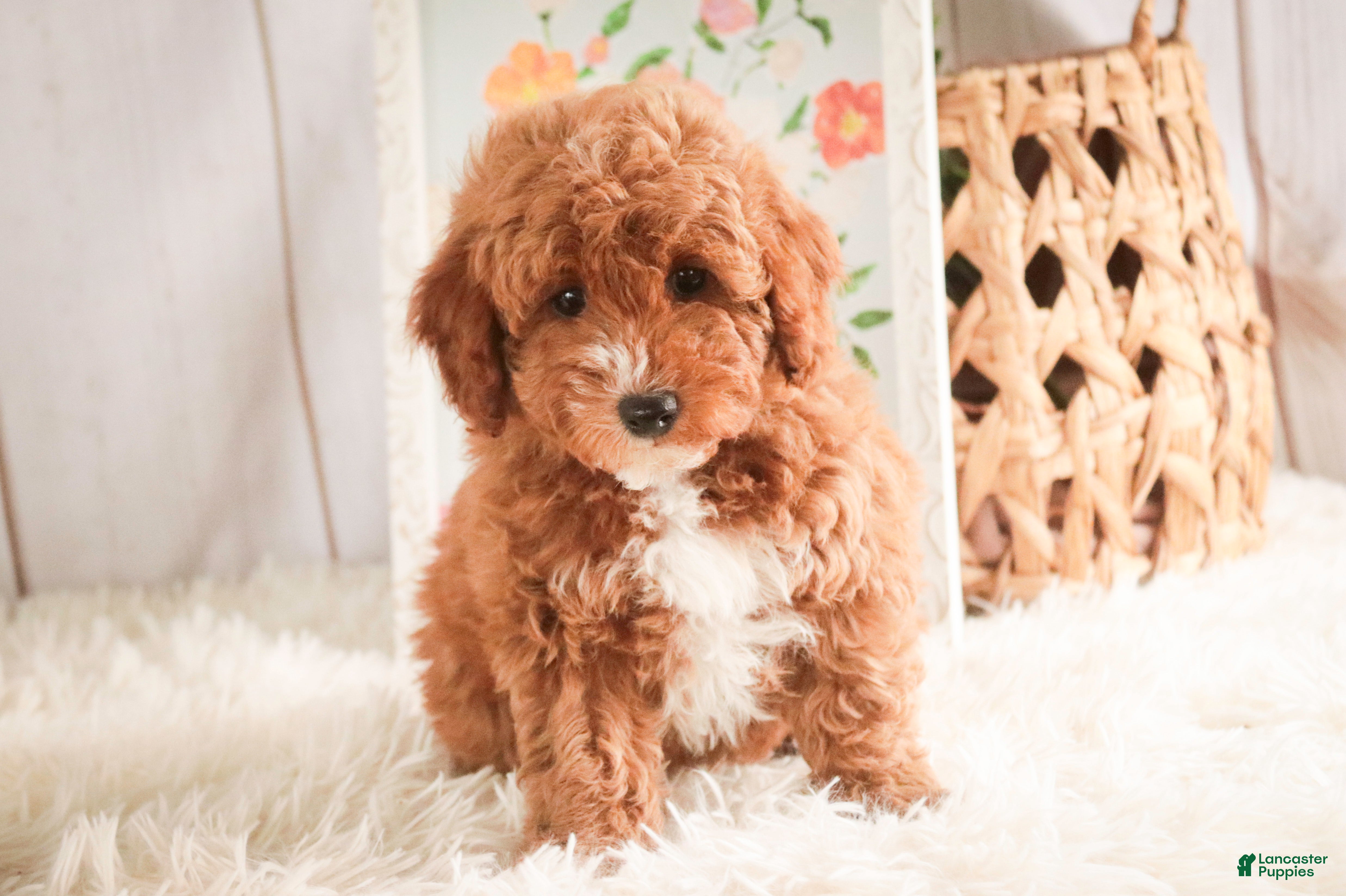 Miniature Poodle dogs Josie - Ad 1