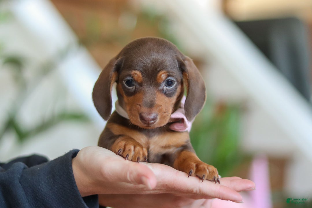 Miniature Dachshund dogs for sale: Chloe - Ad 12