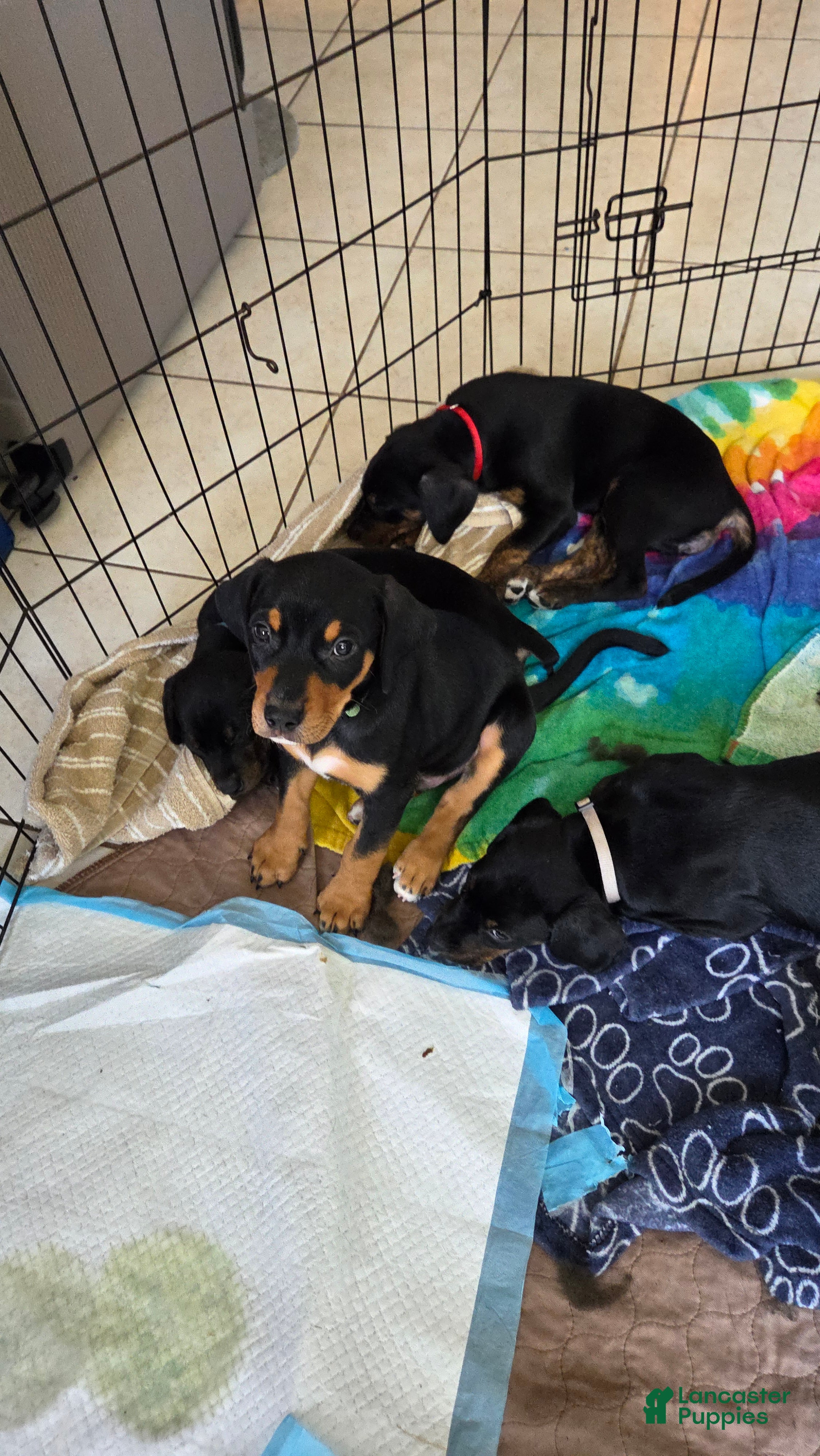 Mixed Breed dogs Mr. Green - Ad 2