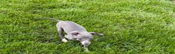 Italian Greyhound dogs for sale: Sydney  - Ad 5