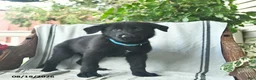 German Shepherd dogs for sale: Gibson  - Ad 4