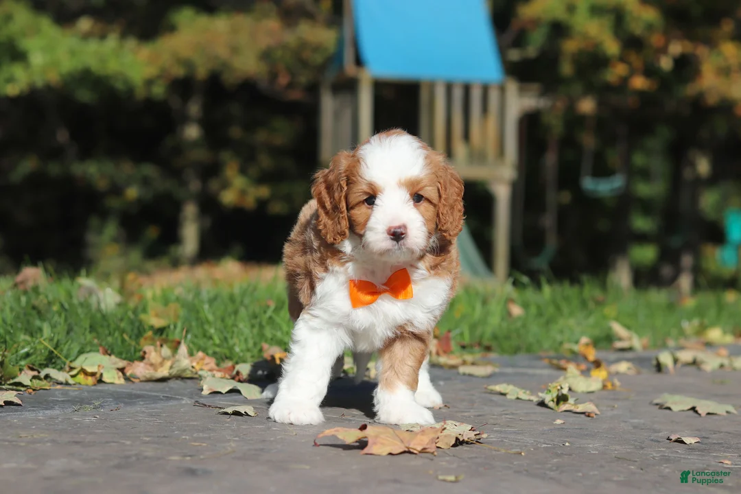 Cavapoo dogs for sale: Beckham - Ad 1