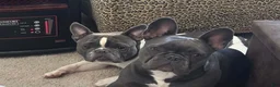 French Bulldog dogs for sale: French Bulldog Male - Rusty - Ad 11