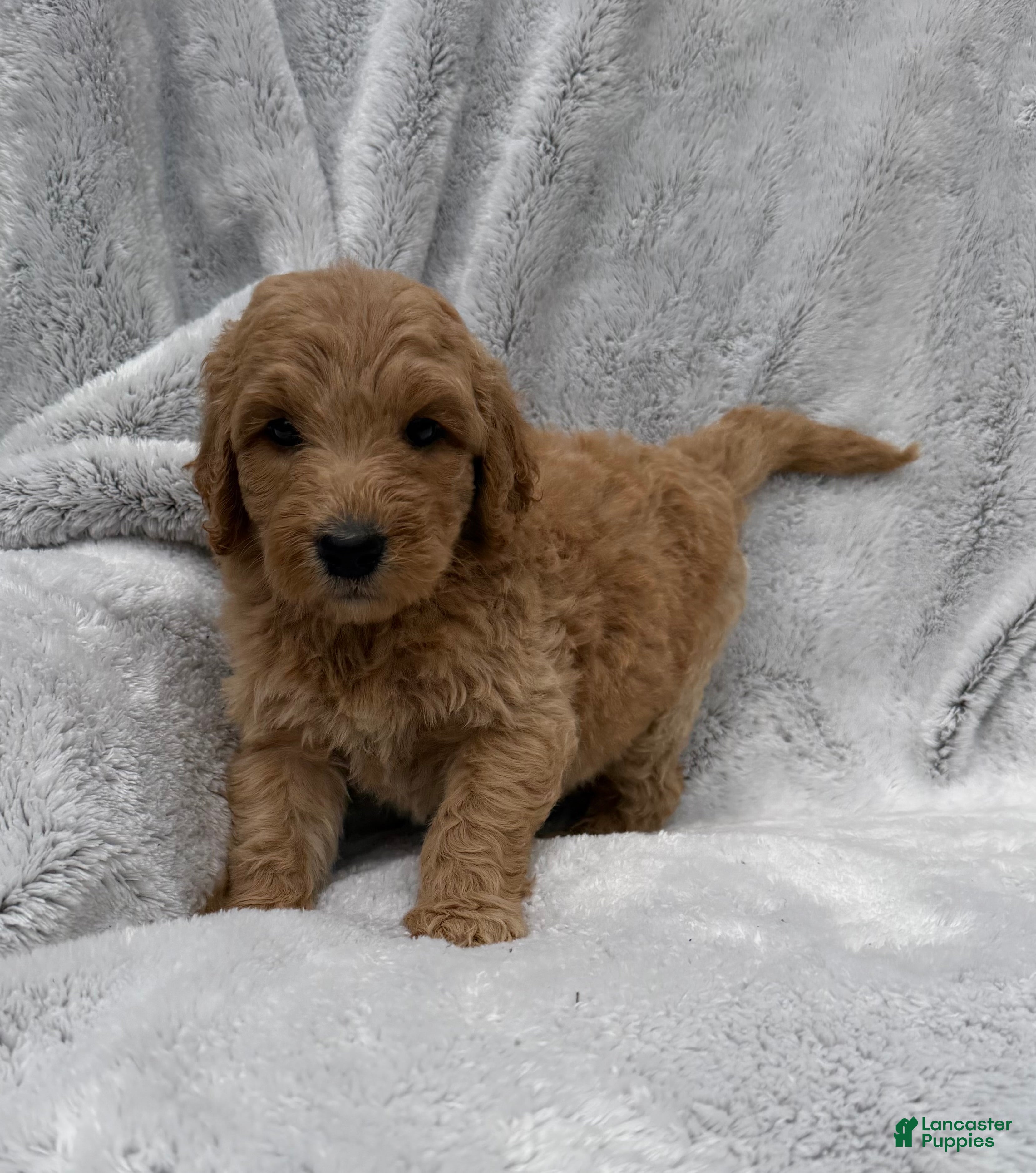 Goldendoodle dogs Rosy - Ad 1