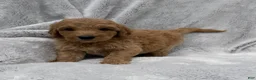 Goldendoodle dogs for sale: Rosy - Ad 1