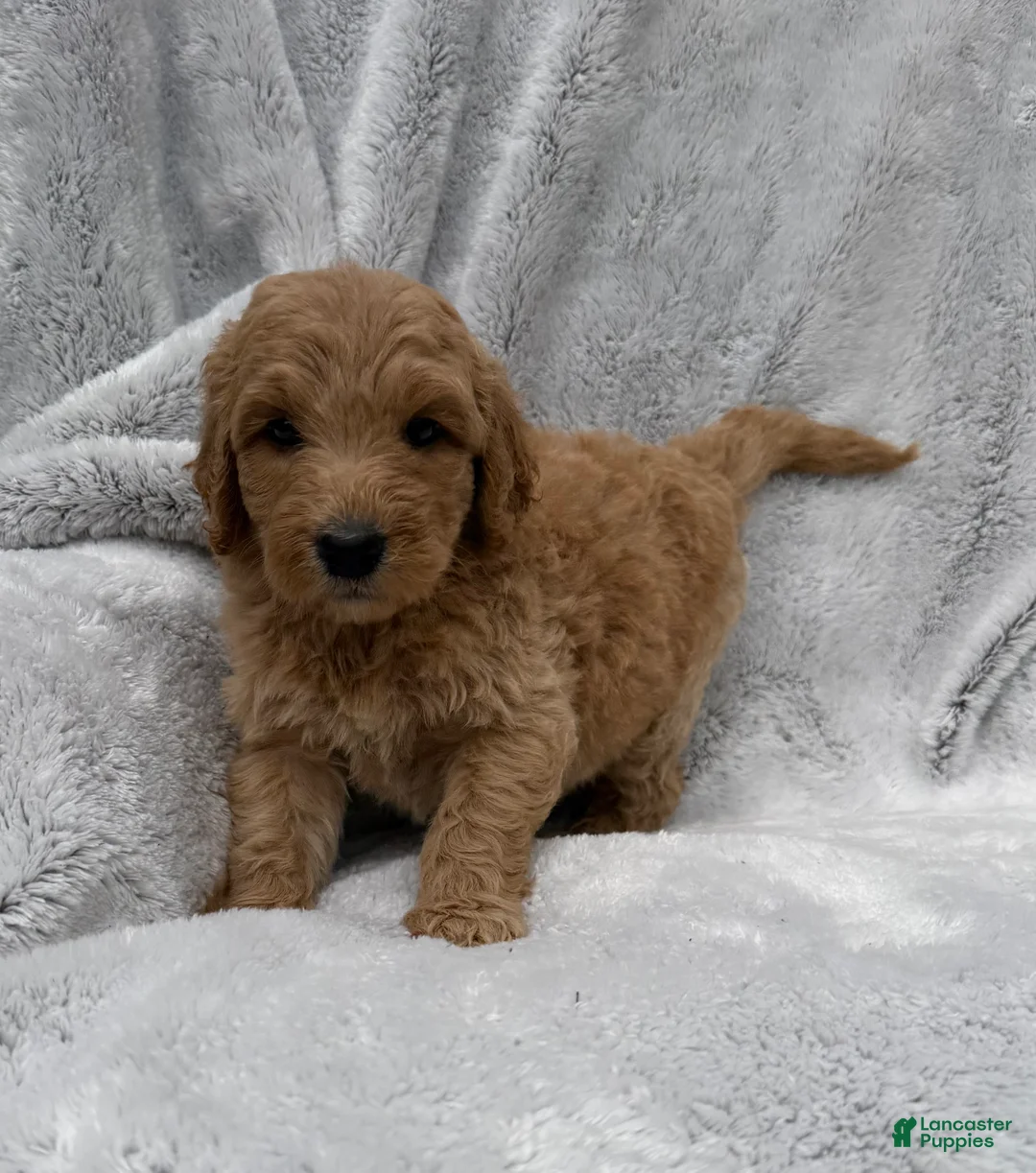 Goldendoodle dogs for sale: Rosy - Ad 1
