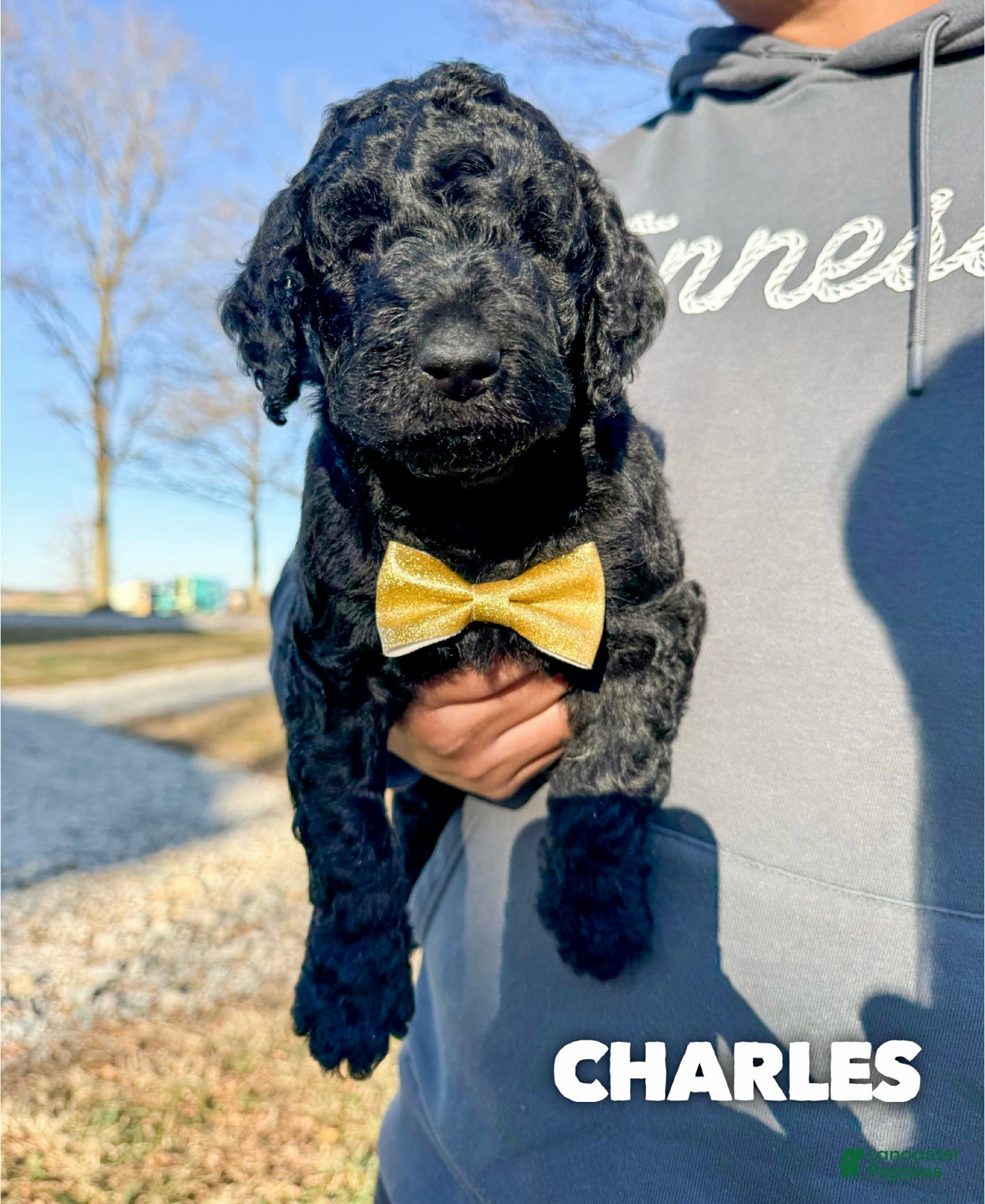 Mixed Breed dogs Charles - Ad 41