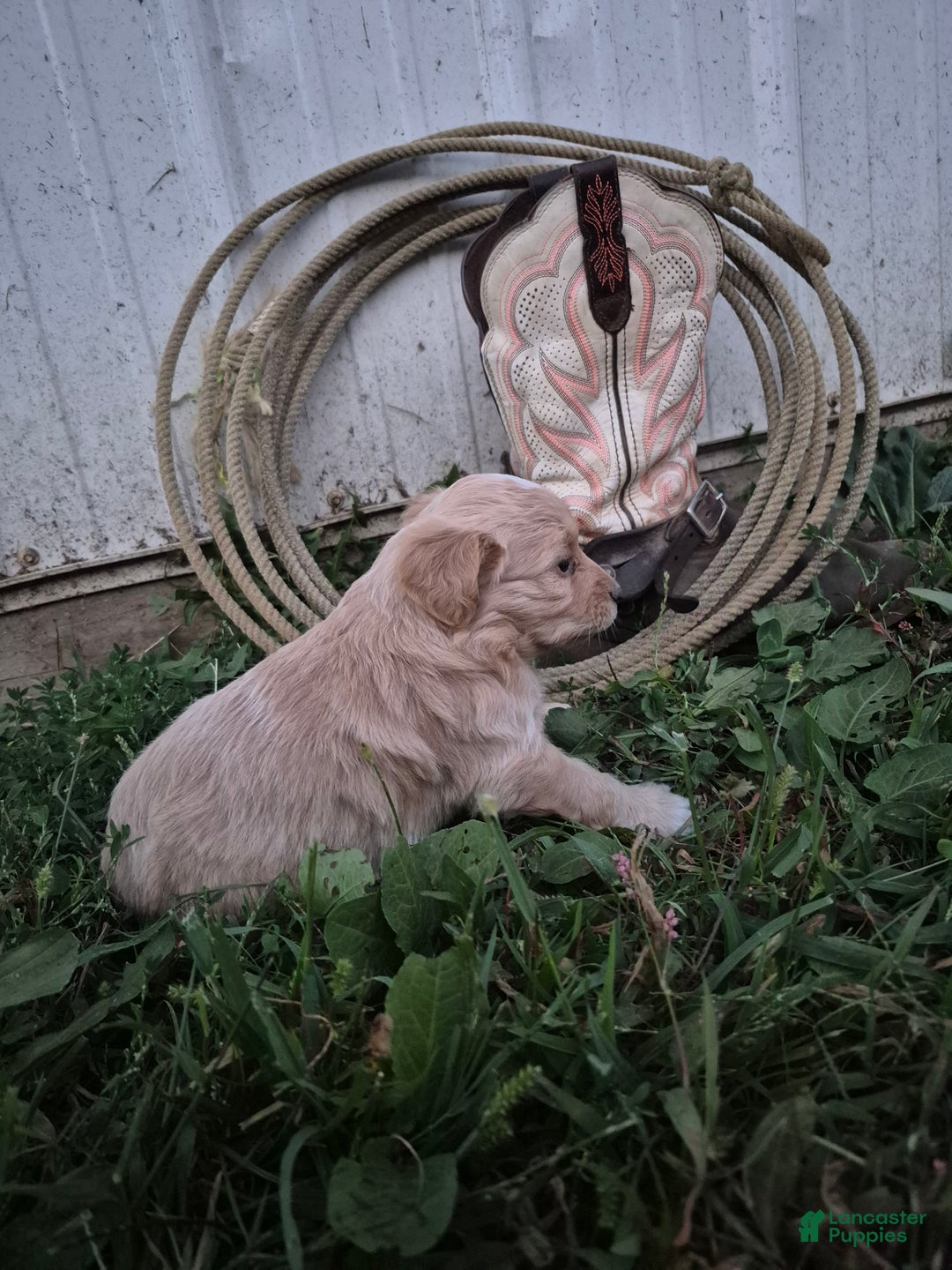 Mini Aussiedoodle dogs for sale: Ariel  - Ad 3