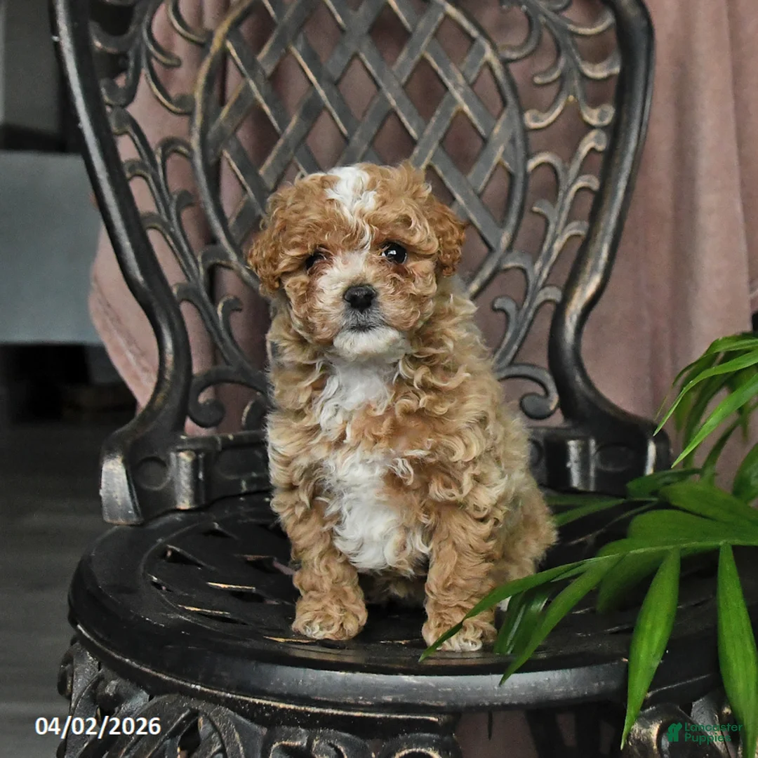 Maltipoo dogs for sale: Petunia - Ad 2