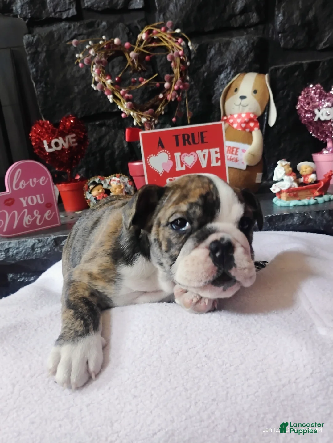 English Bulldog dogs for sale: Hershey  - Ad 2