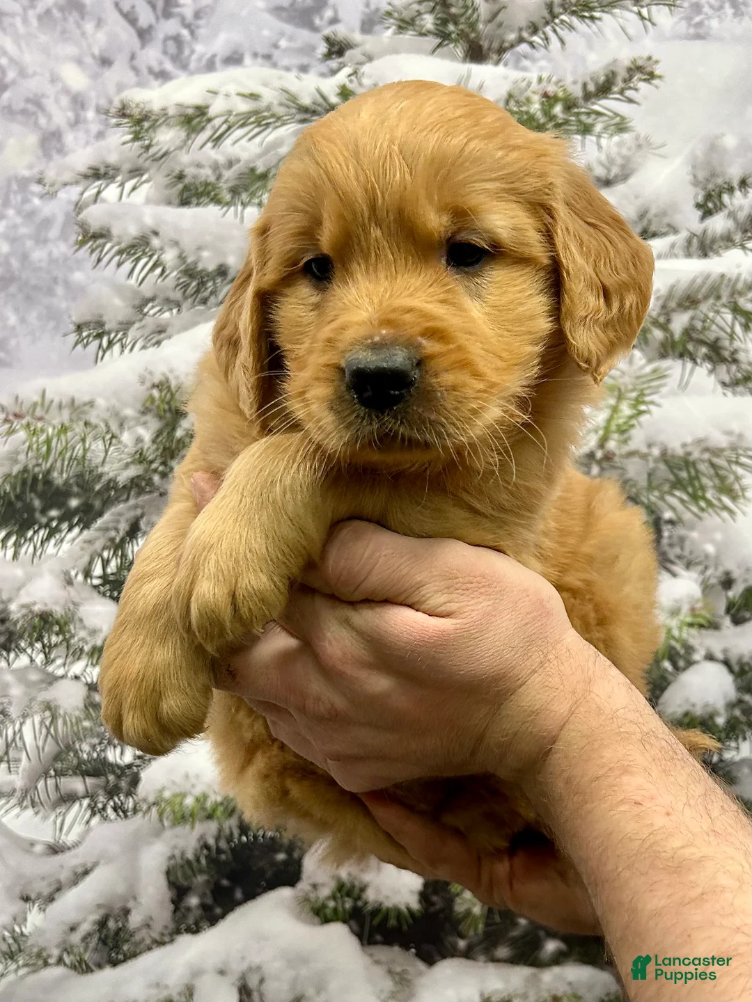 Golden Retriever dogs for sale: Duke  - Ad 8