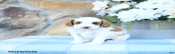 Cavapoo dogs for sale: Marshmallow - Ad 14