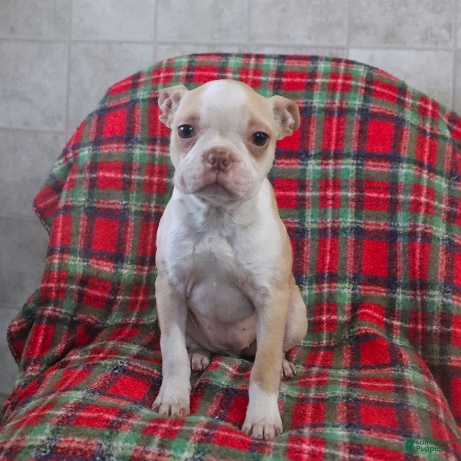 Boston Terrier dogs Irene - Ad 1