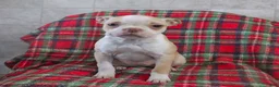Boston Terrier dogs for sale: Irene - Ad 1