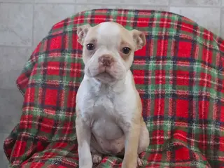 Boston Terrier dogs for sale: Irene - Ad 2