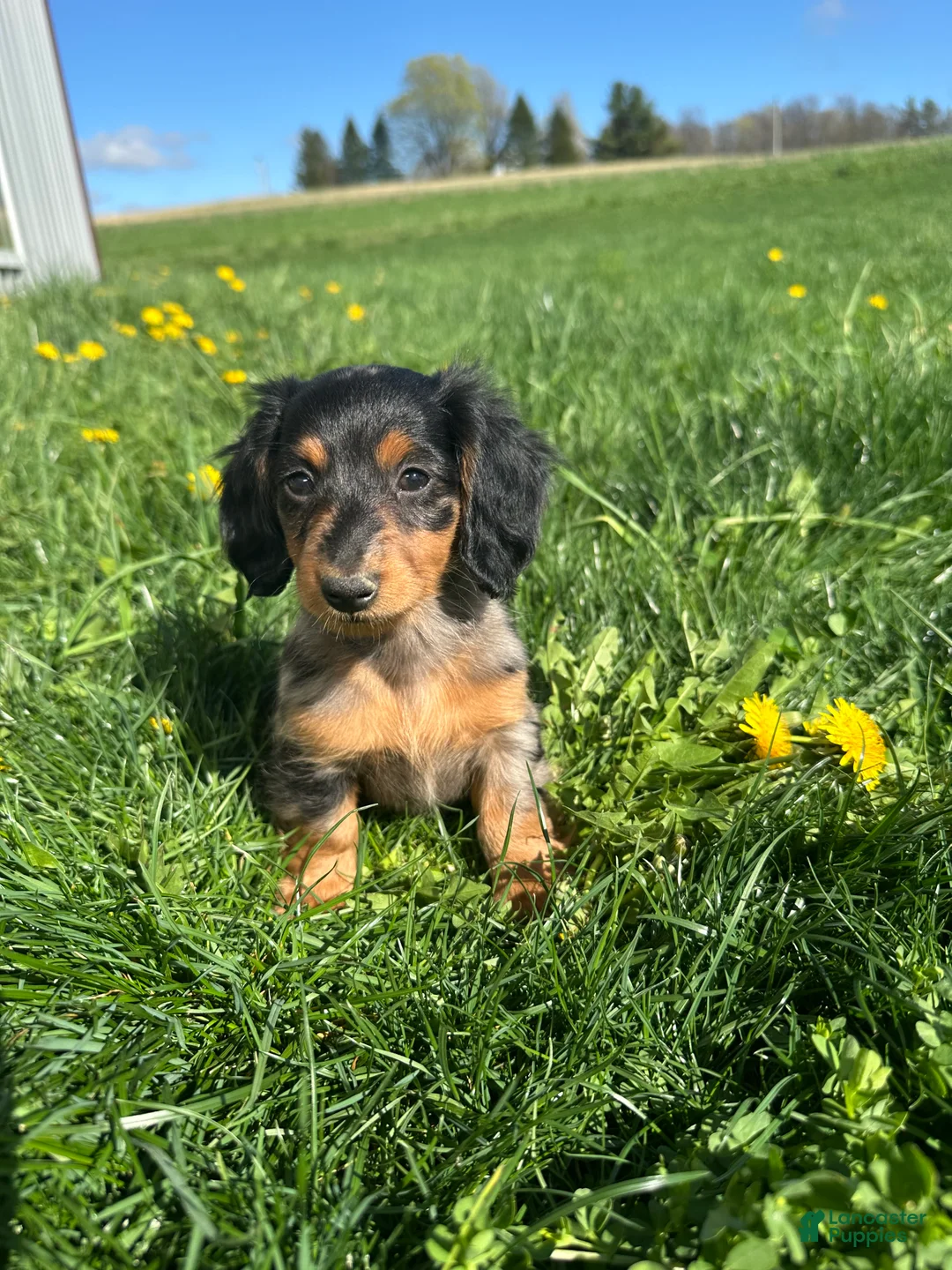 Miniature Dachshund dogs for sale: Spotty - Ad 2