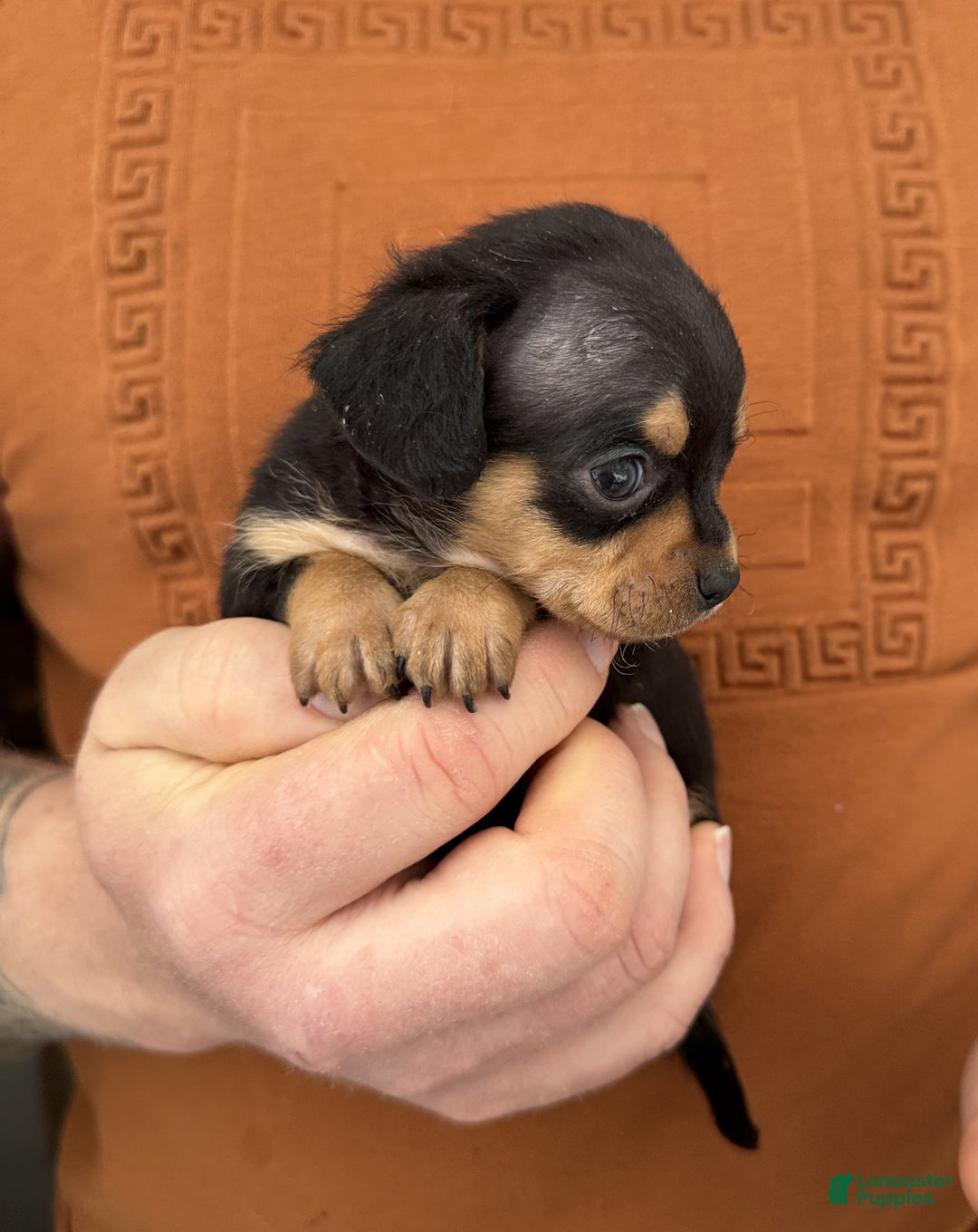 Chiweenie dogs for sale: Lyric  - Ad 6