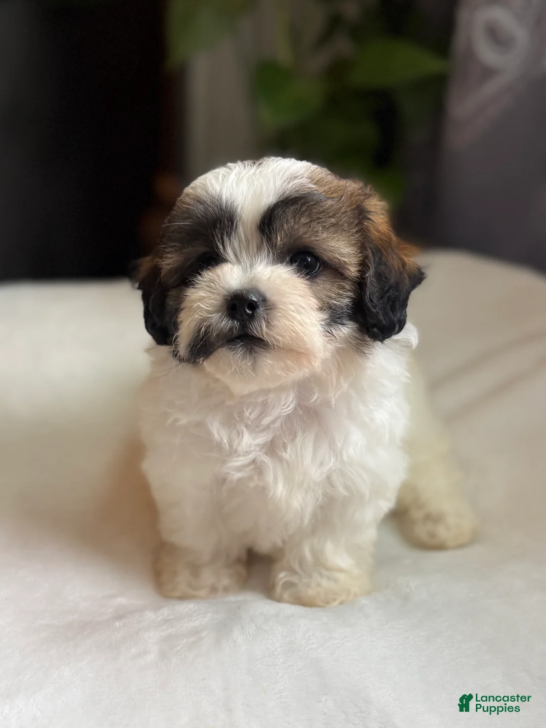 Shihpoo dogs for sale: Mico - Ad 2